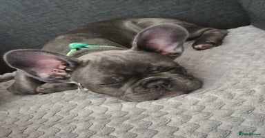 French Bulldog dogs - Advert 5