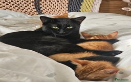 Domestic Shorthair cats for sale: Two ginger brothers  - Image 5