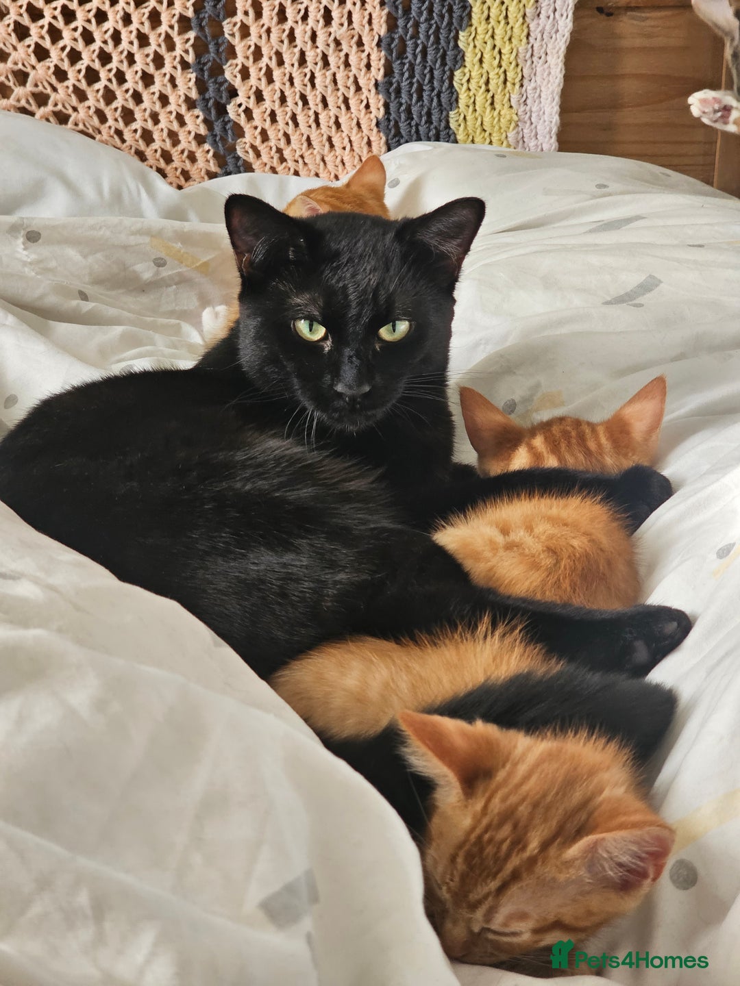 Domestic Shorthair cats for sale: Two ginger brothers  - Image 5