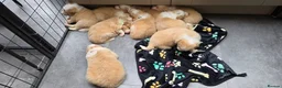 Border Collie dogs for sale: Beautiful EE-Red/Golden Long Haired Border Collies - Advert 1