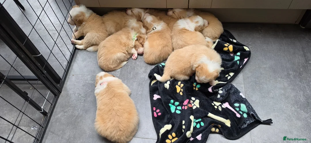 Border Collie dogs for sale: Beautiful EE-Red/Golden Long Haired Border Collies - Advert 1