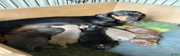 Miniature Dachshund dogs for sale: 🐾 Beautiful Mini Dachshund Puppies 🐾 - Advert 4
