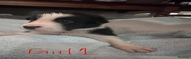 Puppy 1 - Girl