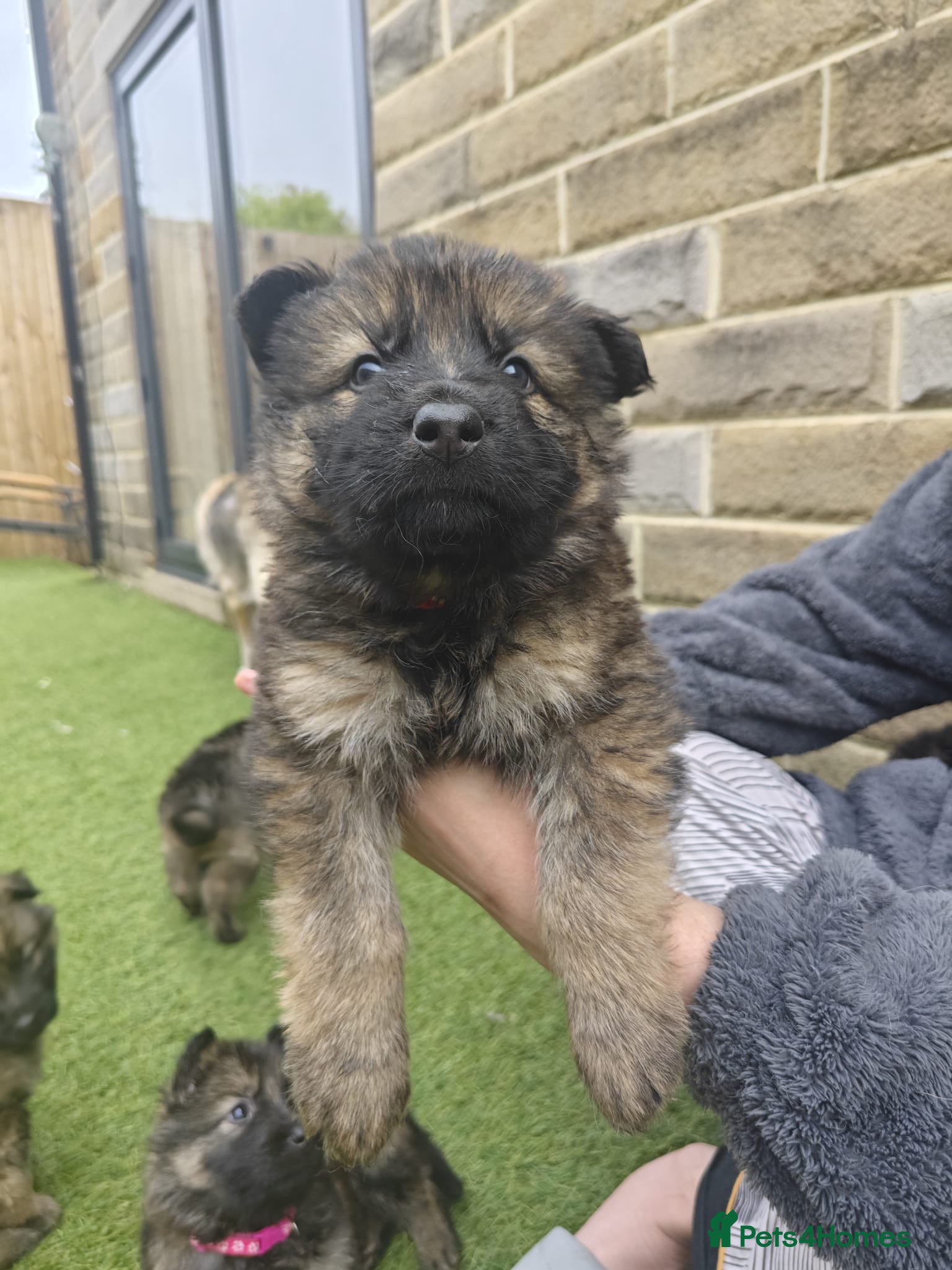 German Shepherd dogs for sale: 3 Purebred Pups XL Long-Hair GSD Girl Puppies - Advert 30