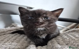 Mixed Breed cats for sale: 4 lovly kittens - Image 10
