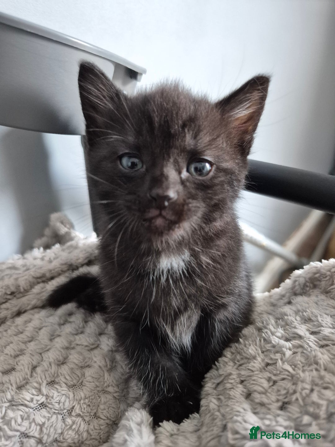 Mixed Breed cats for sale: 4 lovly kittens - Image 10