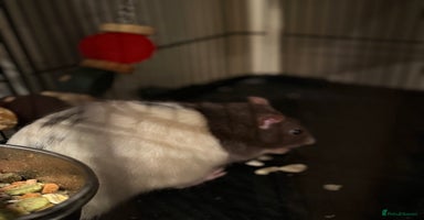 Rat rodents - Advert 1