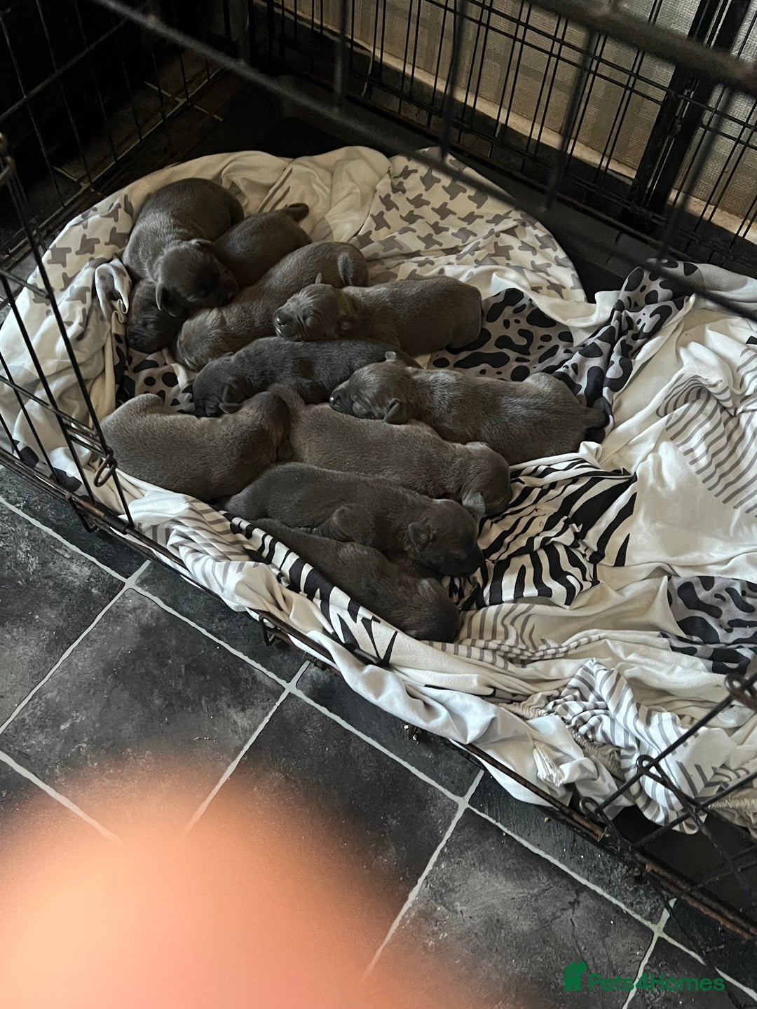 Staffordshire Bull Terrier dogs for sale: Stunning stocky blue Staffordshirebull terrier  - Advert 9