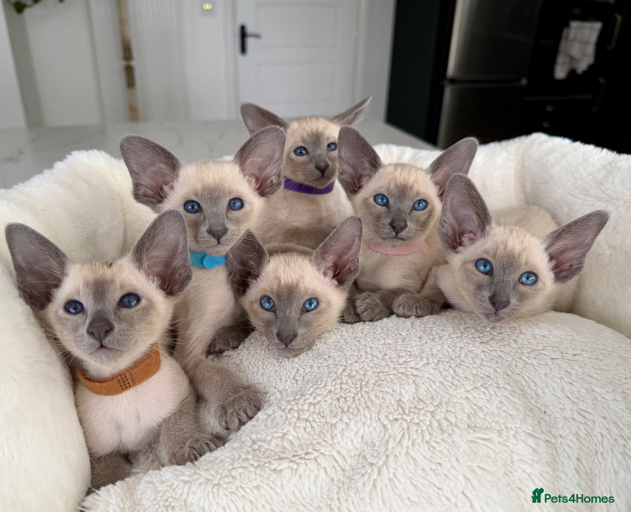 Siamese cats Pedigree GCCF Registered Siamese Kittens  - Advert 2