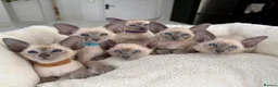 Siamese cats for sale: All reserved -Pedigree GCCF Registered - Advert 10