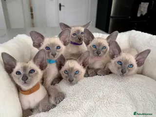 Siamese cats Pedigree GCCF Registered Siamese Kittens - Advert 14