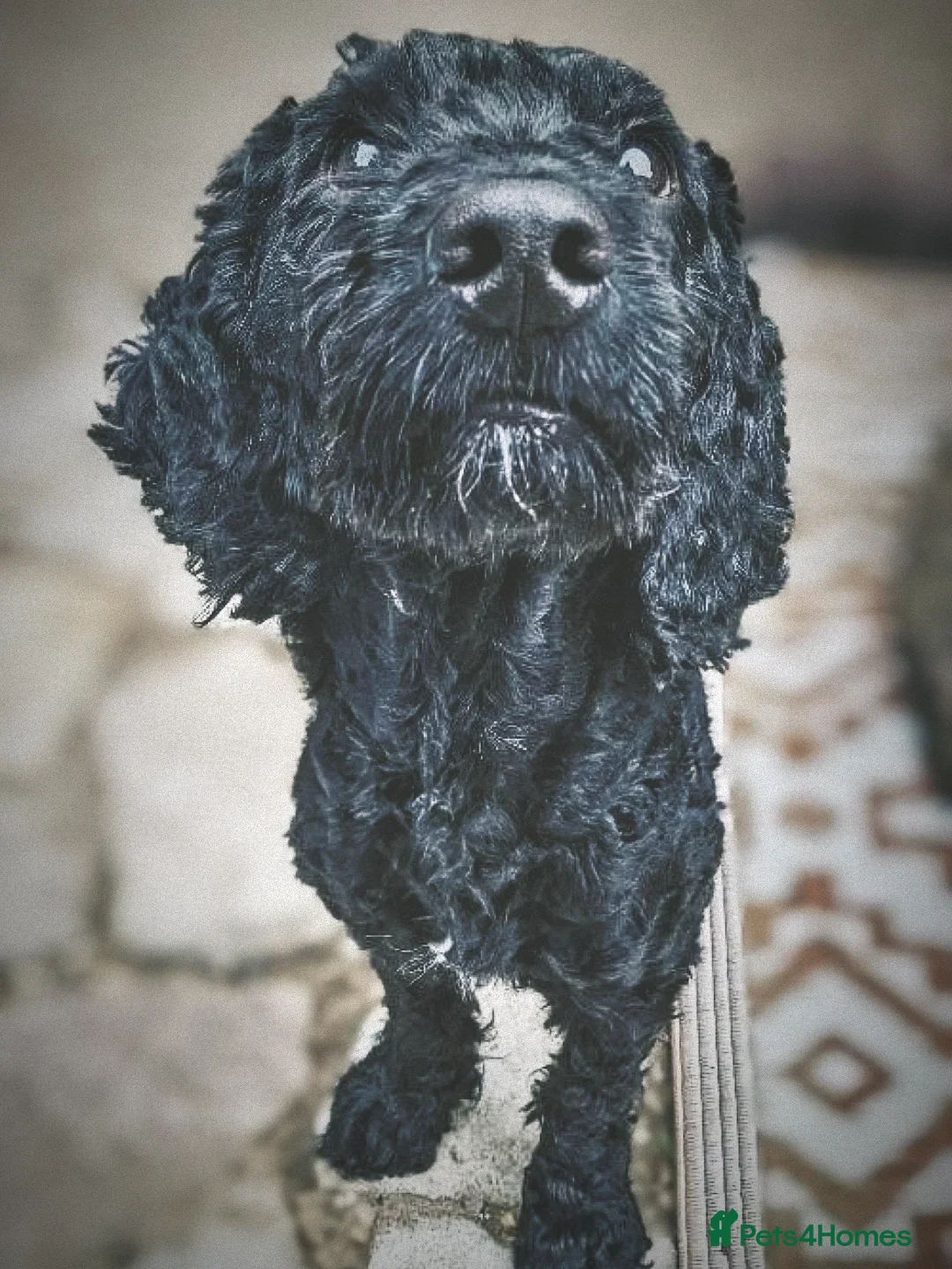 Cockapoo dogs for sale: High Energy Cockerpoos in Cleethorpes - Advert 4