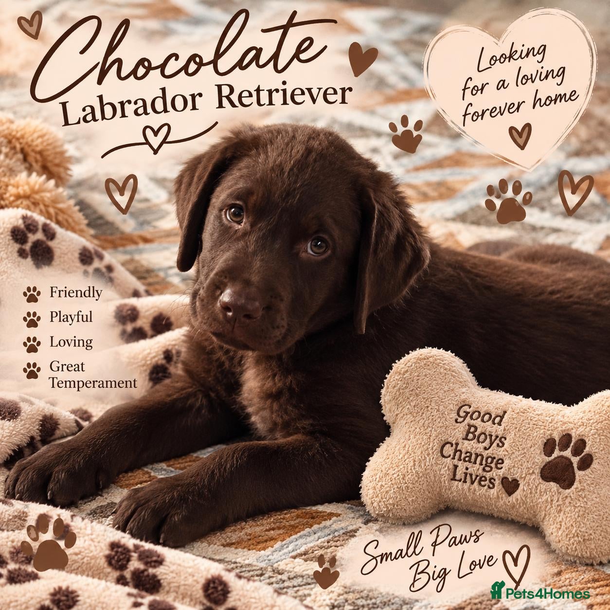 Labrador Retriever dogs ️Beautiful Labrador Retriever Puppies Silver/Choco - Advert 1
