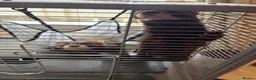 Ferret rodents for sale: 2 male ferrets  in Middlesbrough - Advert 2