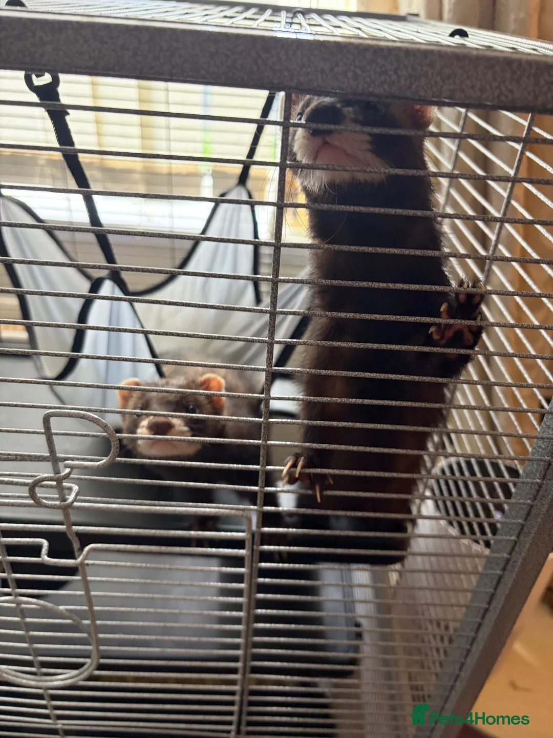 Ferret rodents for sale: 2 male ferrets  in Middlesbrough - Advert 2