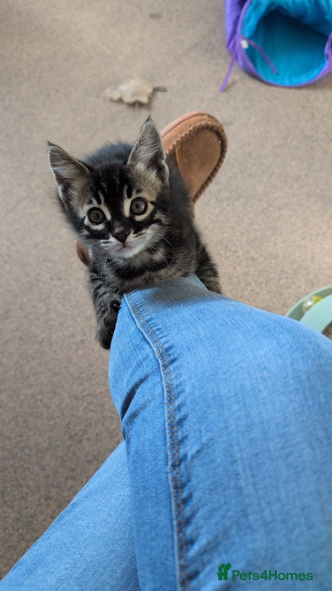 Bengal cats for sale: Bengal x  female - Advert 4