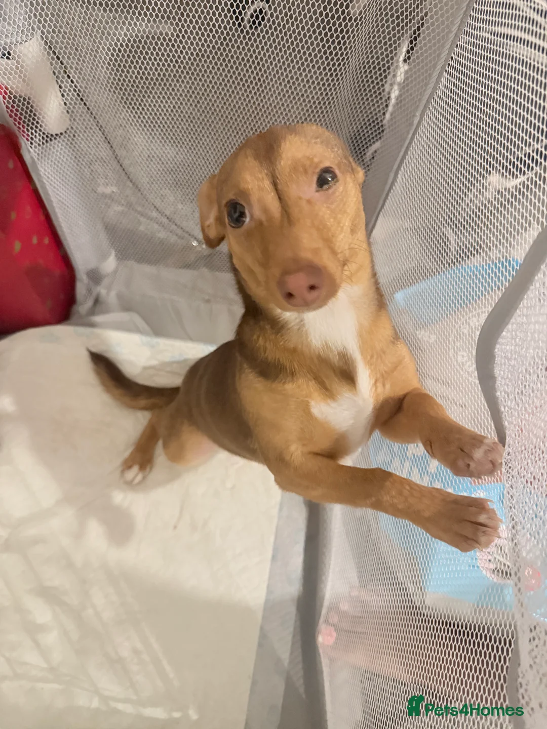 Mixed Breed dogs for sale: Min pin x jack russel puppy in London - Advert 2