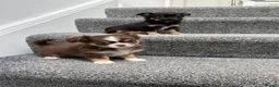 Chihuahua dogs for sale: Tiny Long Haired Chihuahua puppies  - Advert 5