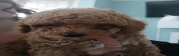 Mixed Breed dogs for sale: 3 Adorable F2B crested poos in Withernsea - Advert 8