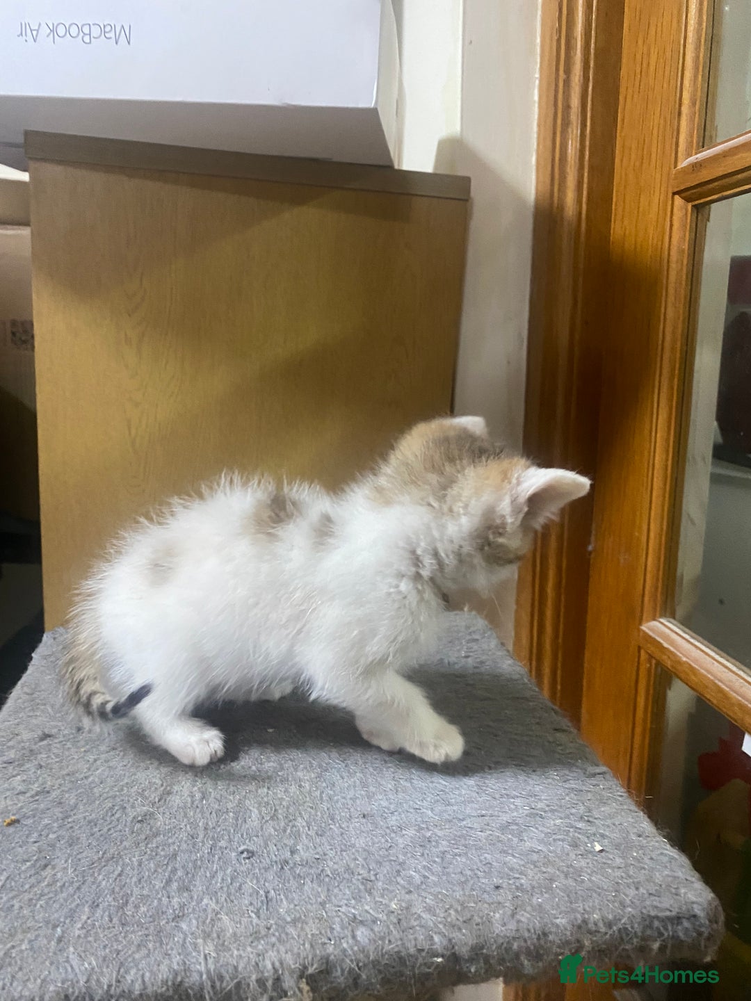 British Shorthair cats for sale: British Short Hair Kitten For Sale  - Advert 5