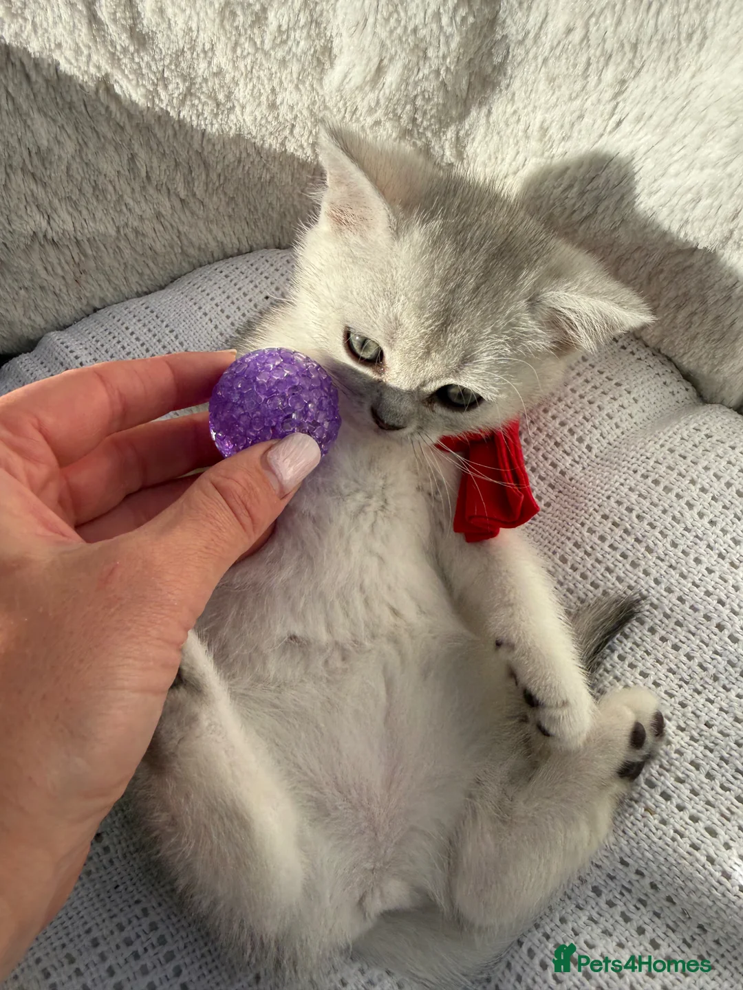 Scottish Fold cats for sale: Scottish straight girl  in Romford - Advert 2