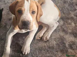 Pointer dogs Only 1 left English pointers ready now - Advert 4