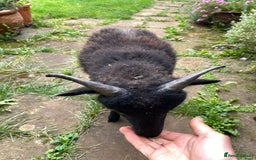 Sheep livestock for sale: This year's Soay whether lambs - Image 11