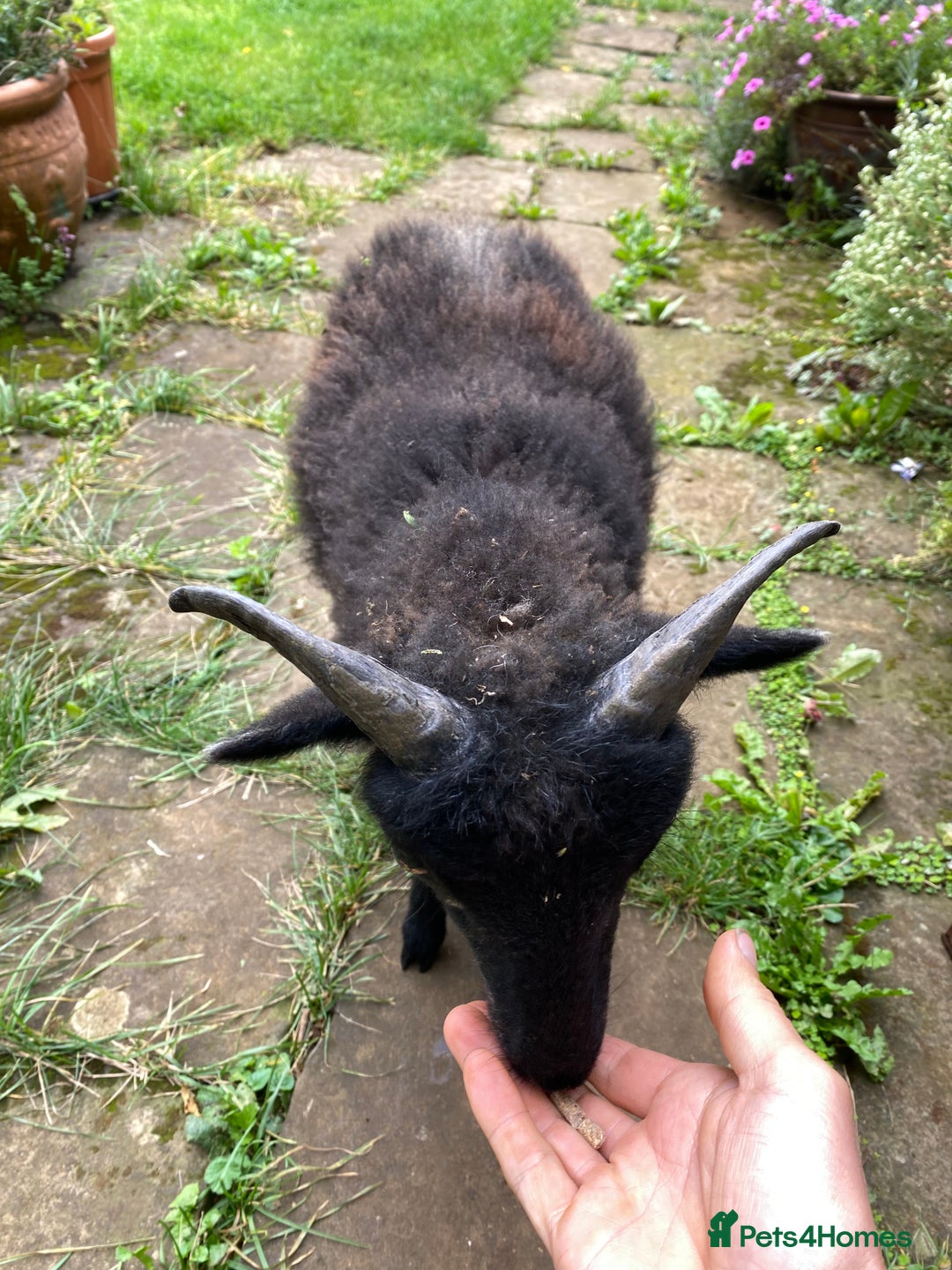 Sheep livestock for sale: This year's Soay whether lambs - Image 11