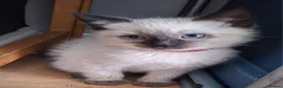 Ragamese cats for sale: Ragamese kittens 1 male Left.  - Advert 2