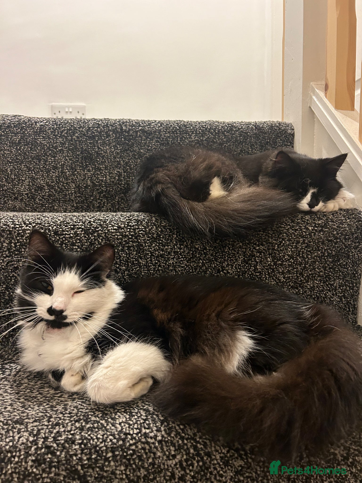 British Longhair cats Mother and son to be rehomed TOGETHER - Advert 1