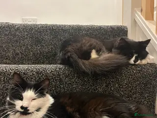 British Longhair cats Mother and son to be rehomed TOGETHER - Advert 1