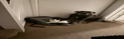 Staffordshire Bull Terrier dogs for sale: Must go together to the same home.  - Advert 2