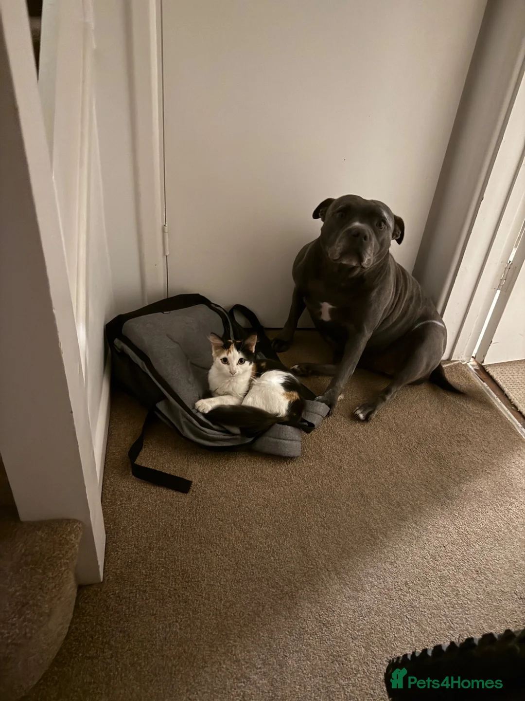 Staffordshire Bull Terrier dogs for sale: Must go together to the same home.  - Advert 2