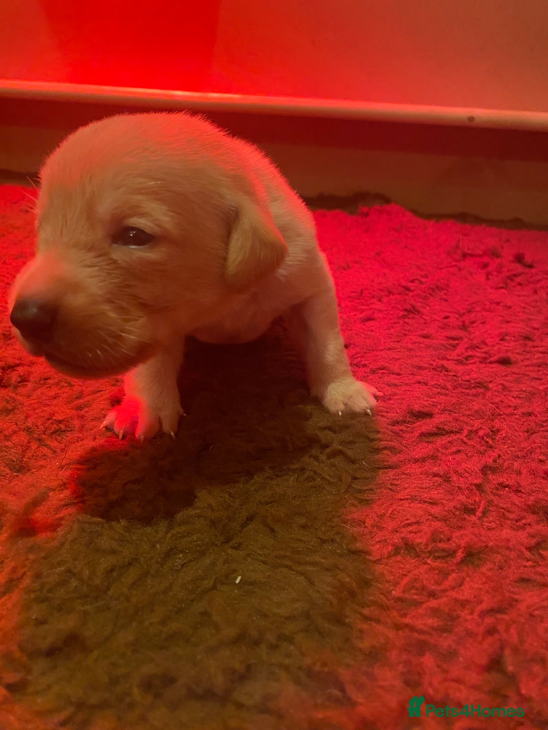 Labrador Retriever dogs for sale: KC registered Labrador puppies - Advert 14