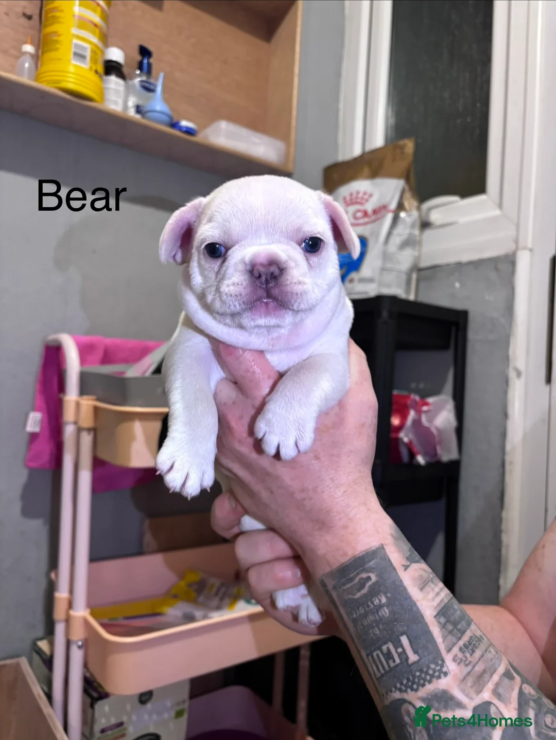 French Bulldog dogs for sale: French bulldog puppies - Advert 16