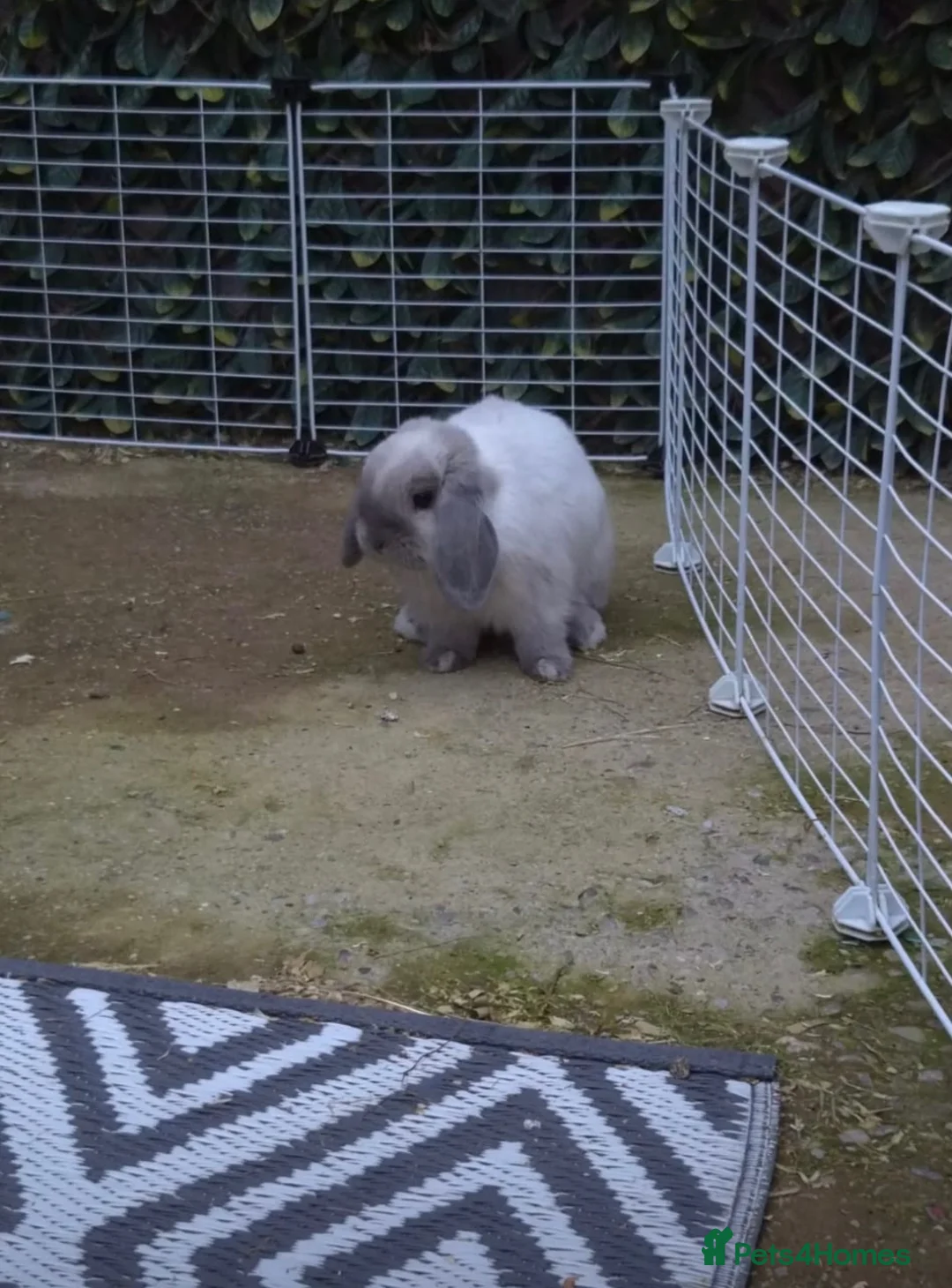 Mini Lop rabbits for sale: Mini lop cross french lop rabbit - Advert 5