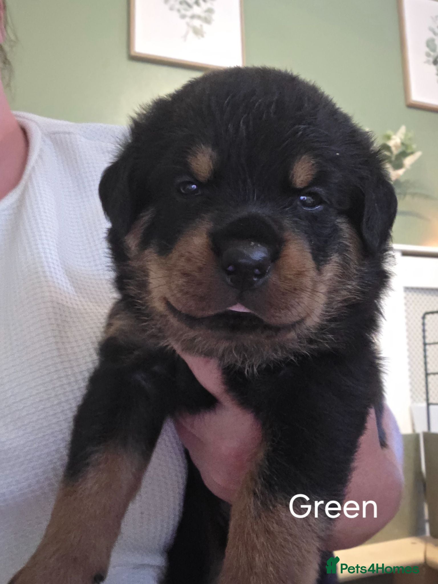 Rottweiler dogs Only 3 Chunky Boys Left! - Advert 5