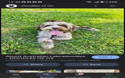 Australian Labradoodle dogs for sale: These pups have it all - Image 2