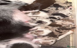 Border Collie dogs for sale: Border collie pups  - Image 2