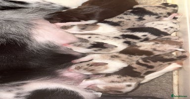 Border Collie dogs - Advert 1