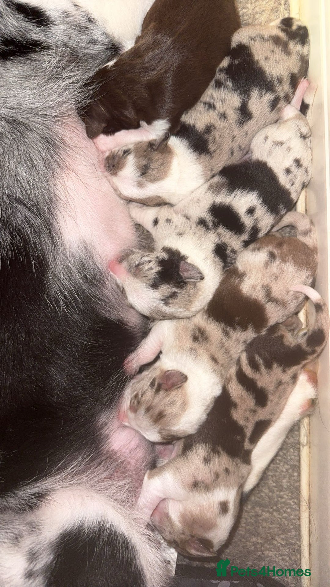 Border Collie dogs for sale: Border collie pups  - Image 2