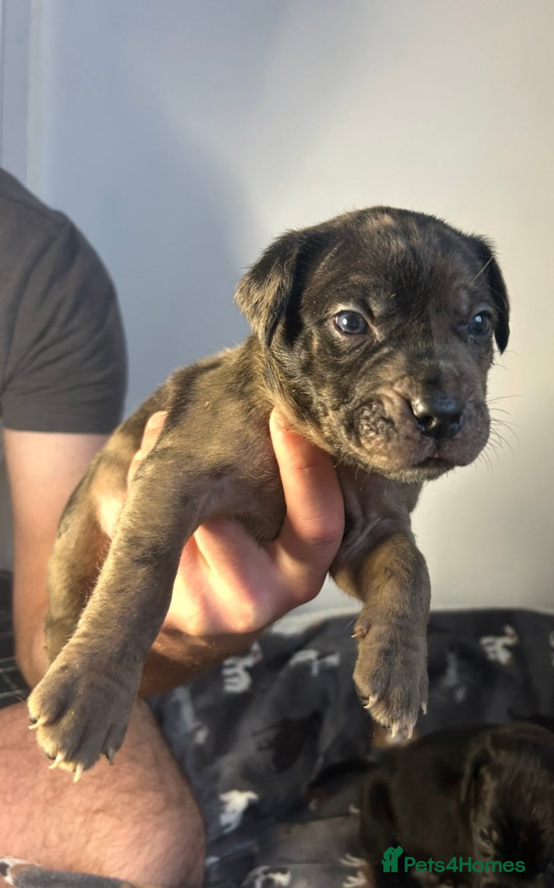 Mixed Breed dogs for sale: mastiff pups🐾 - Advert 14