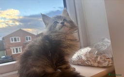 Maine Coon cats for sale: 5 Amazing Maine Coon kittens  - Image 8