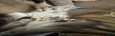 Maine Coon 1