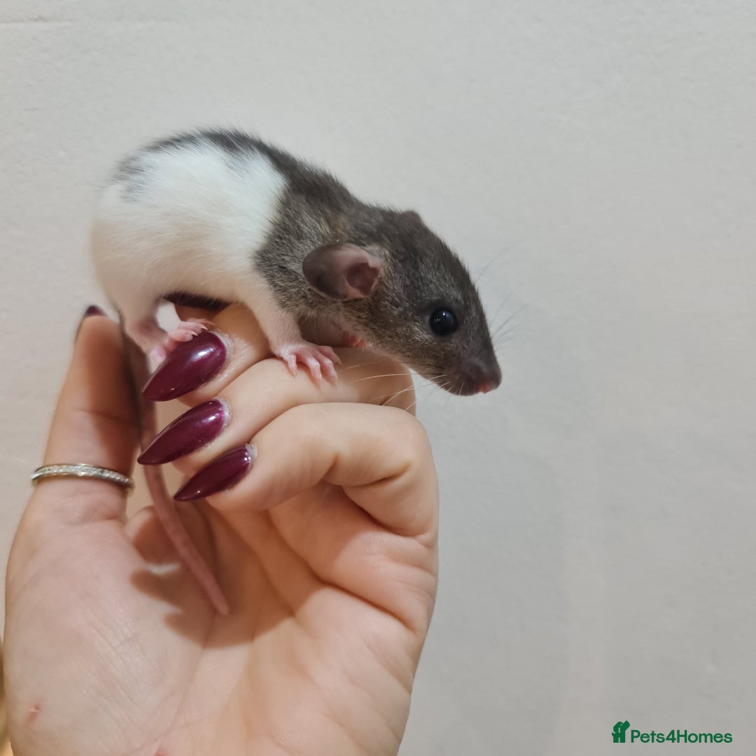 Rat rodents for sale: Baby rats  - Advert 4