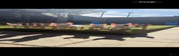 English Bull Terrier dogs for sale: English bull terrier puppies  - Advert 2