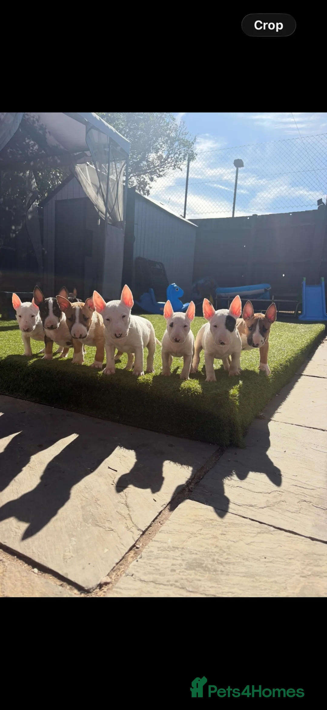 English Bull Terrier dogs for sale: English bull terrier puppies  - Advert 2