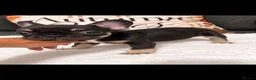 French Bulldog dogs for sale: 🐾  BEAUTIFUL FRENCH BULLDOG BOYS AVAILABLE 🐾 - Advert 9