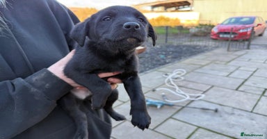 Borador dogs 7 gorgeous labrador x collie pups to good homes  - Advert 12
