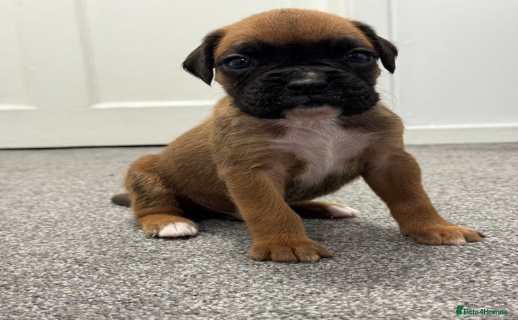 Boxer dogs - Advert 1